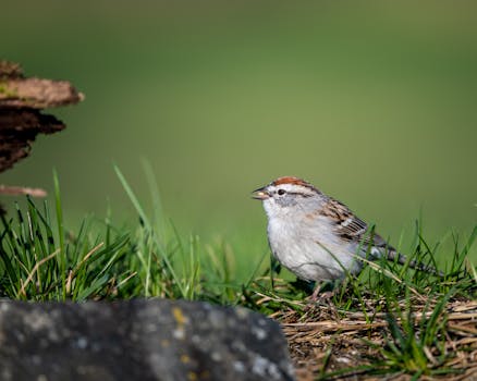 Poker Online Download: Opas Alkuun Ja Parhaat Sovellukset